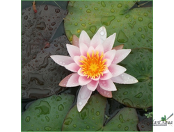 Нимфея Роуз Нимфа