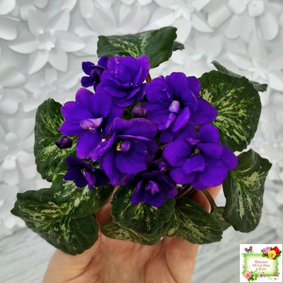 Sterling Trinket (E. Champion) (лист посажен 30.01.26)