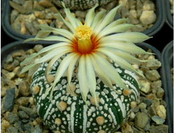 Astrophytum AS Miracle (1033.2)c - 10 семян