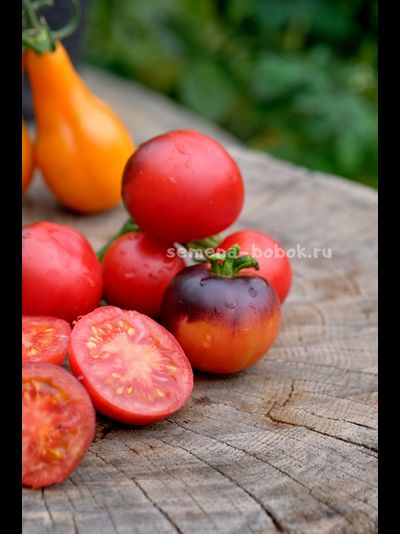 Томат Гондвана Тени, 10 шт