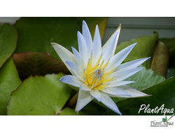 Нимфея Даубениана