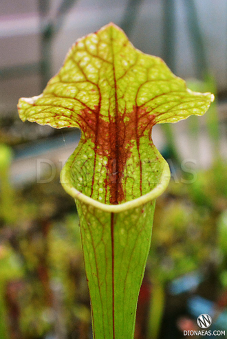 Sarracenia Oreophila x leucophylla