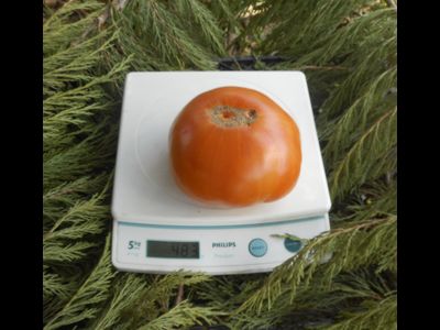 Томат Гавайский ананас (Hawaiian Pineapple)