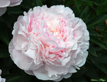 Paeonia Nancy Nora