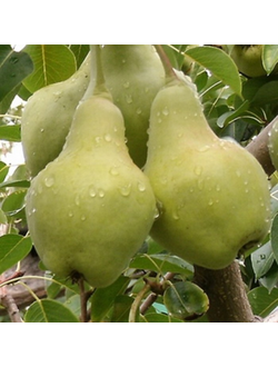 Груша  Видная (летн.)
