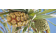 Панданус ароматнейший (Pandanus odoratissimus) 1 г - 100% натуральное эфирное масло