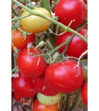 Томат Splash of kream (Irish cream) Ирландия