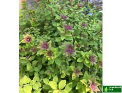 Спирея японская "Sparking Champagne" (Спарклин Шампань)