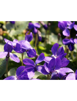 VIOLET LEAF ABSOLUTE 50% (EGYPT) VIOLA ODORATA / Лист фиалки абсолют