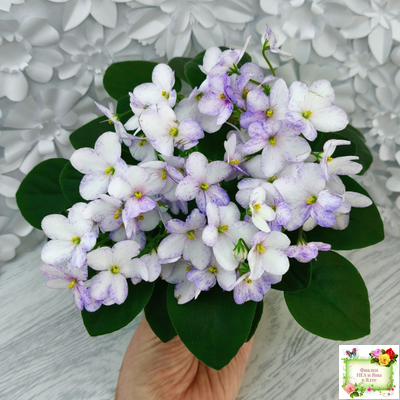 Белый Клоун (Е. и Я. Немчиновы) 2025 г. трейлер