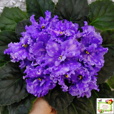 МТ-XXL Эльф (М. Тотиева) 2022 г.