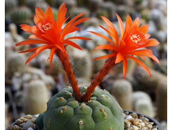 Matucana madisoniorum - 10 семян