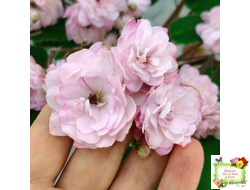 Lituanika (Būtienė) трейлер