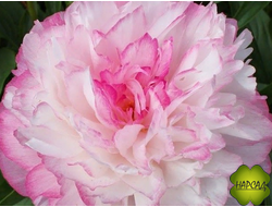 ПИОН молочноцветковый "ДЖОКЕР" меняет цвет, восхитительный аромат