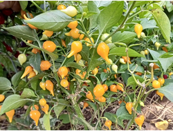 Перец острый Клювик желтый (Biquinho)