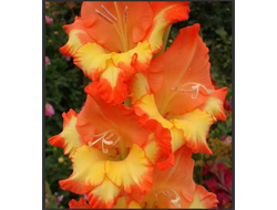 03) Принцесса Маргарет роуз (3раз)