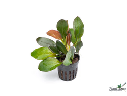 Эхинодорус Феникс красный (горшок)