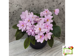 ЛЕ-Розовый Вальс (Е. Лебецкая) 2018 г. трейлер (пасынок сорт посажен 20.10.25)