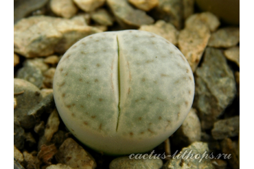 Lithops pseudotruncatella ssp.volkii C069 (MG-1700)