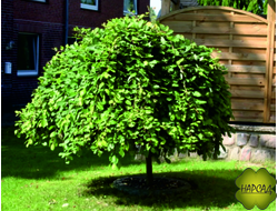 Декоративные деревья