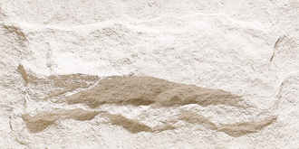 Crossard Mushroom Stone Грибной камень Кроссард