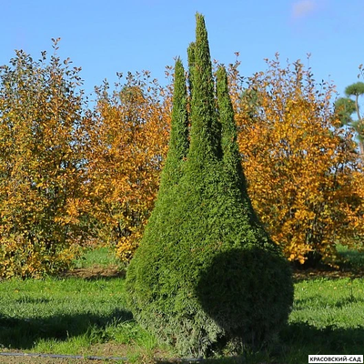 Туя Смаргад Грин Арт