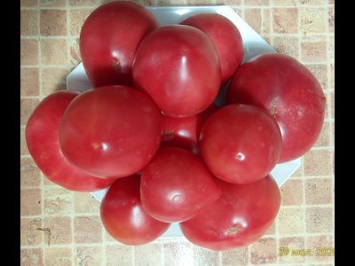 Томат Роза Техаса