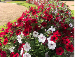 Рассада однолетних цветов