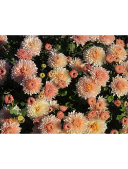 Хризантема корейская Мадам шерр
