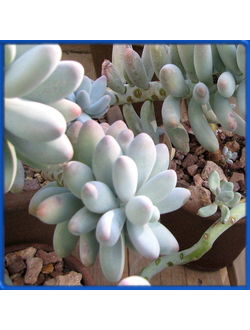 Pachyphytum caesium