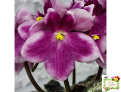 KZ-Источник Вдохновения (И. Заикина) 2023 г.