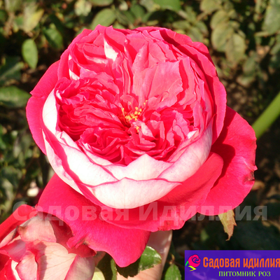 Максим 2016 (Maxim)