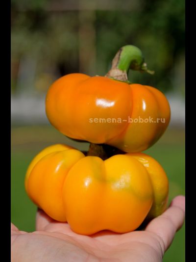 Сладкий перец Тыковка, 10 шт