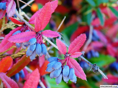 Барбарис Юлиана - julianae