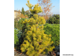 Сосна Якутск - Jakutsk