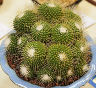 Mammillaria spinosissima cv. Uno Pico