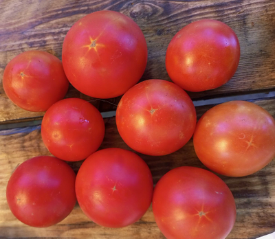 Томат Обильные (Сараева)