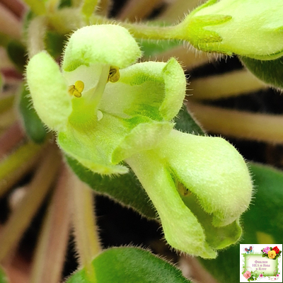 ML-Крыжовник (Miniviolets Lux) 2024 г. (детка)