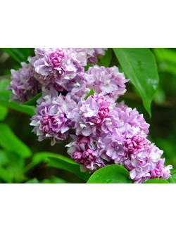 Сирень обыкновенная Катерина Хавемейер