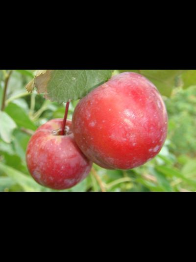 Пасхальное (яблоня)