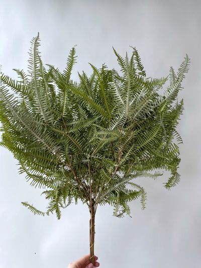 Папоротник натуральный зеленый (сухоцвет)