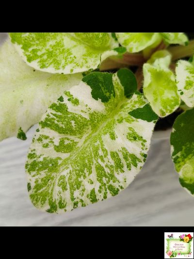 КНН-Крокус химерный спорт по листу