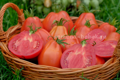 Томат Red Pear Franchi (Красные груши Франчи), 10 шт