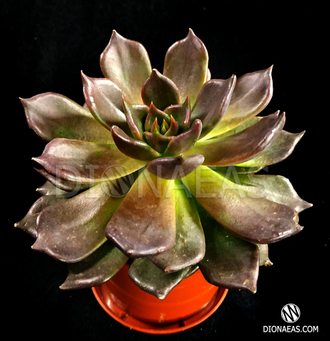 Echeveria Echoc