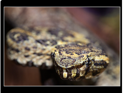Куфия плосконосая (Trimeresurus puniceus)