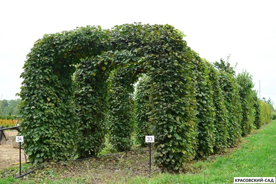 Топиар Арка из Липы мелколистной - Tilia cordata
