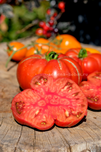 Томат Ярсон 22 (Jarson 22), 10 шт