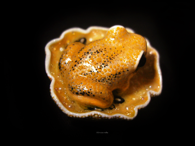 Мини-брошь "Притягивающая солнечный свет", украшение с лягушкой