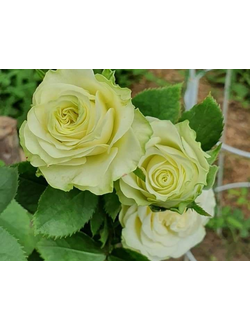 Роза чайно-гибридная Вассаби