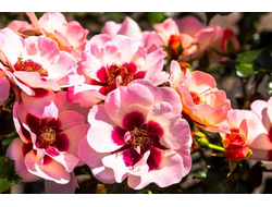 Свит Бэбилон Айз